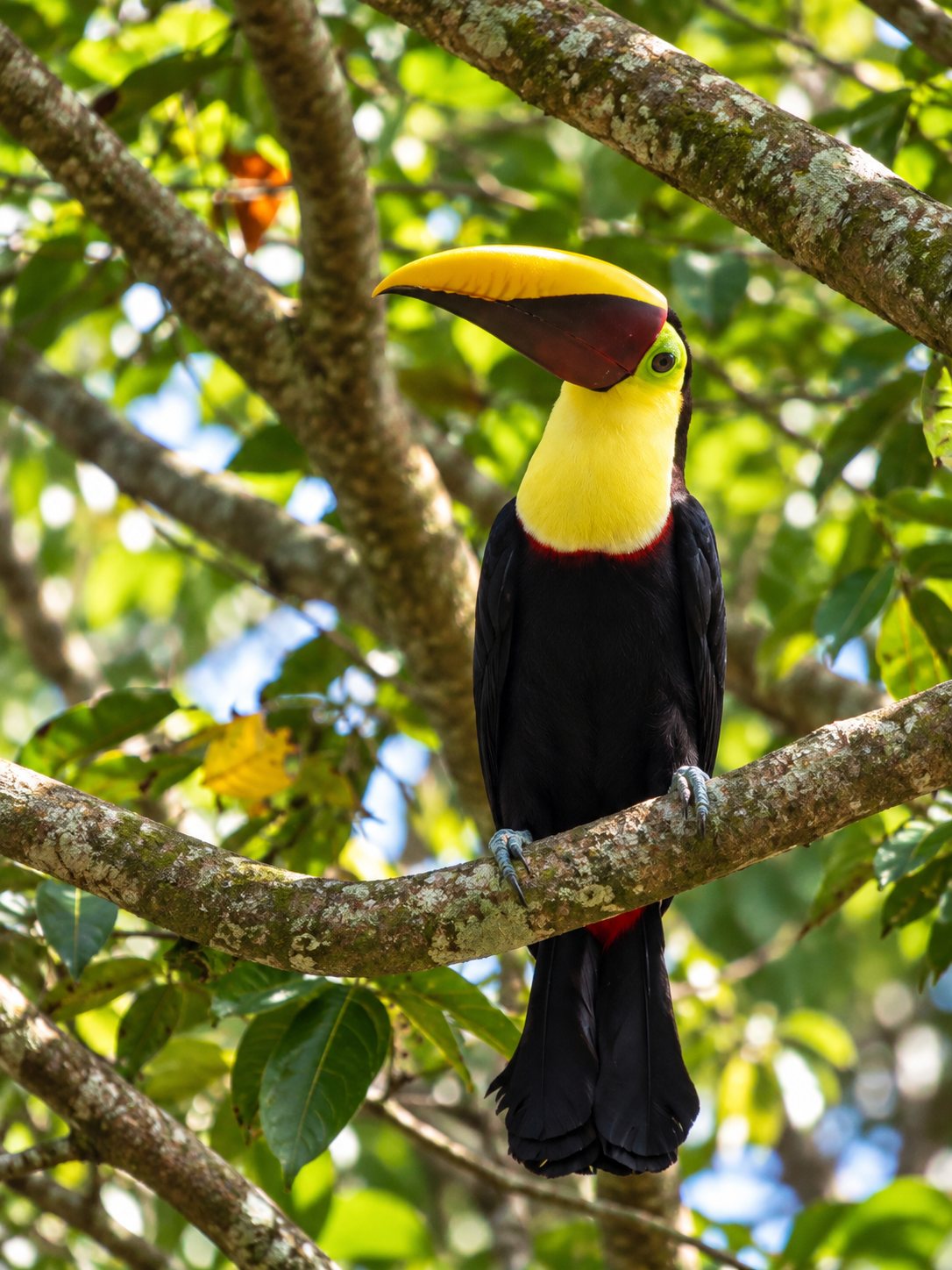 A chestnut-mandibled toucan perched on a branch in the Costa Rican rainforest.