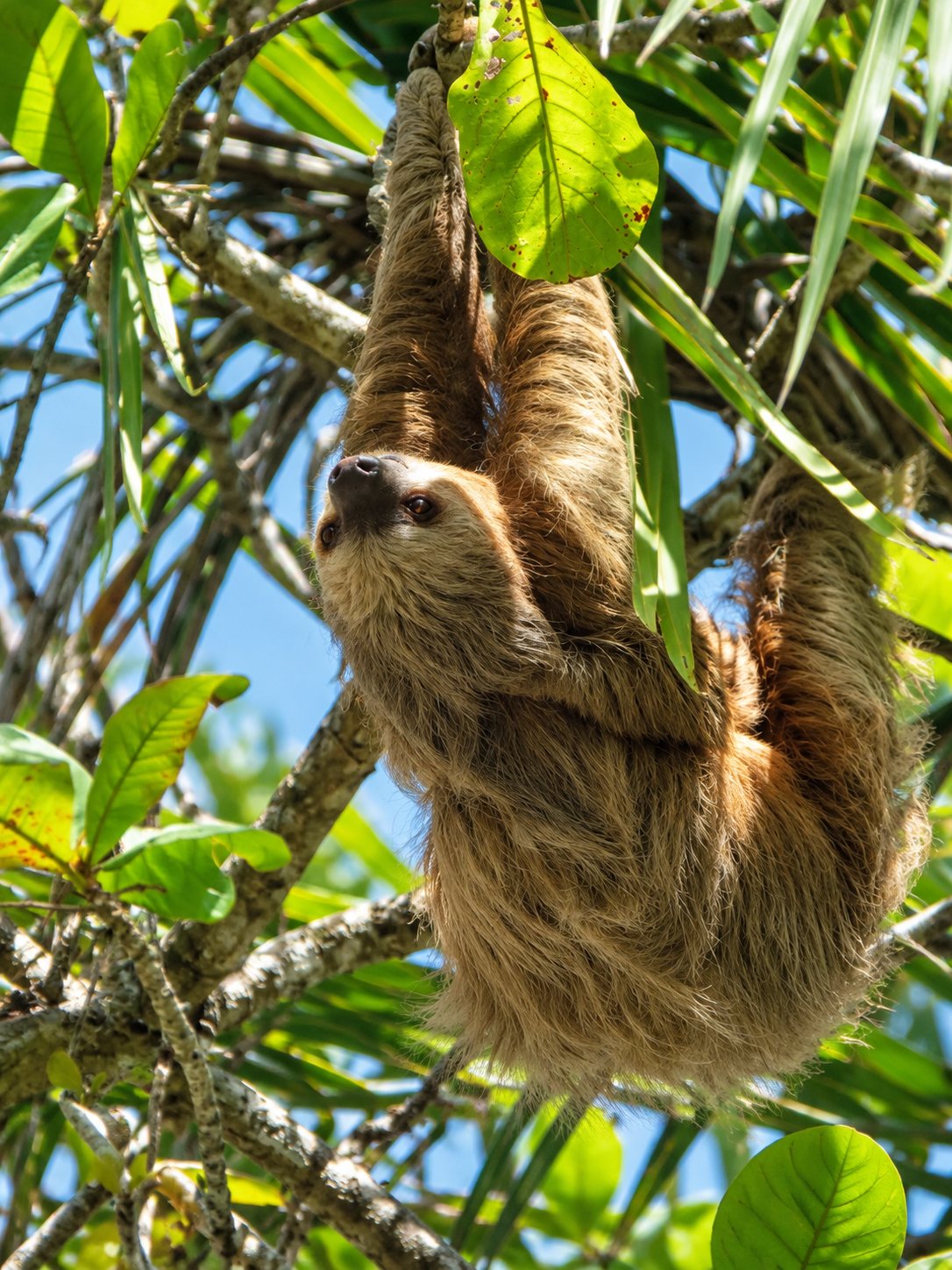 A two-toed sloth hanging from a branch, looking down.